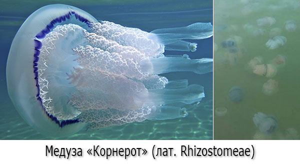 Медузы в Черном море - Корнероты (лат. Rhizostomeae)